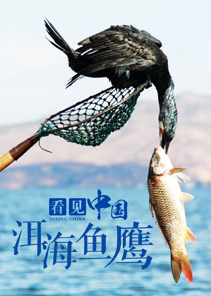 看见中国：洱海鱼鹰