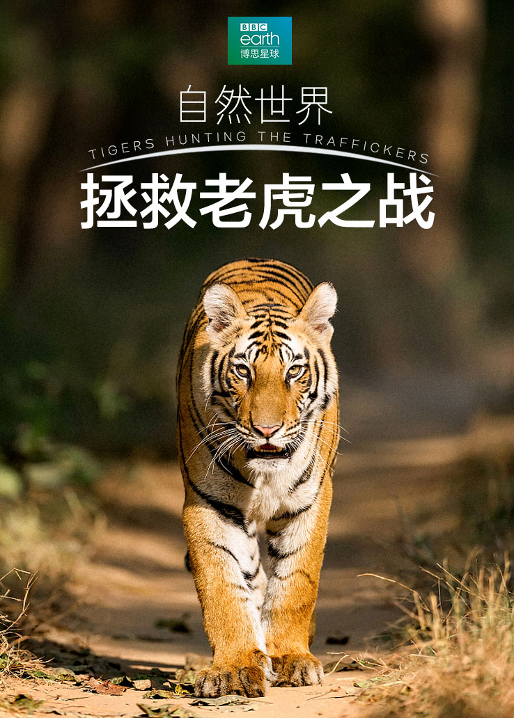 自然世界：拯救老虎之战