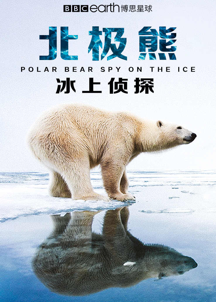 北极熊：冰上侦探