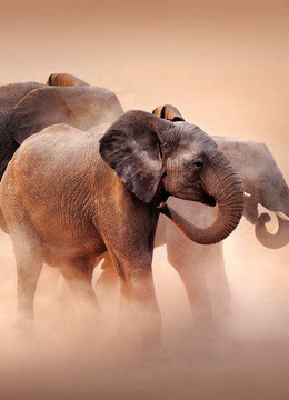 霍阿尼布：沙漠大象之谜